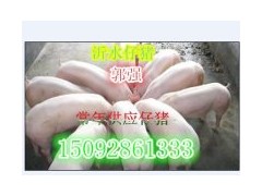 山東仔豬供應(yīng)三元仔豬苗豬