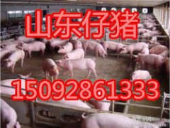 山東三元仔豬報(bào)價(jià)行情走勢(shì)