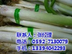 蔬菜專(zhuān)賣(mài)店_集美蔬菜_廈門(mén)地三鮮