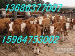 供應(yīng)肉牛養(yǎng)殖場(chǎng)肉牛價(jià)格肉牛改良品種養(yǎng)?；?/></a>
<span id=