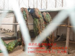 種孔雀、孔雀苗、孔雀標(biāo)本、黑孔雀、日本長(zhǎng)尾雞