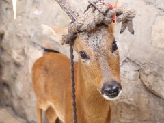 山西狍子養(yǎng)殖基地，太原哪里賣(mài)狍子種苗幼崽多少錢(qián)